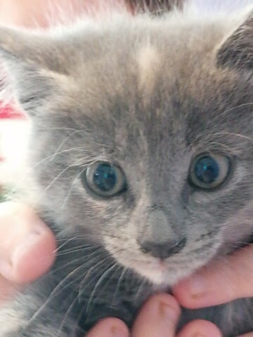 kittens for sale near me gumtree